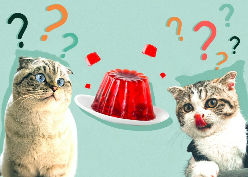 Can Cats Eat Jell-O