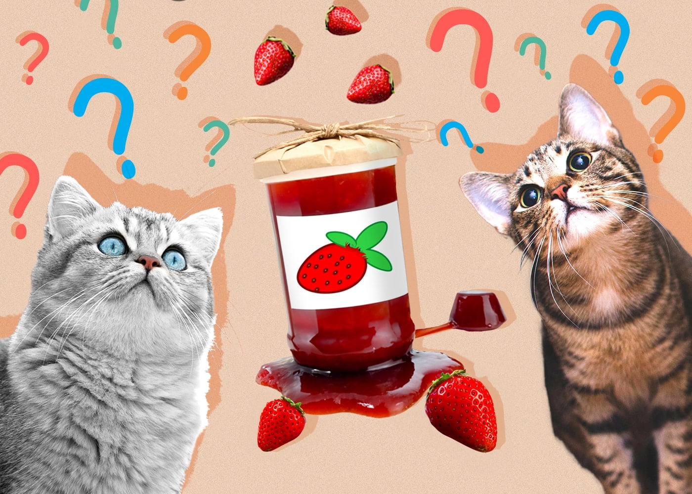 Can Cats Eat jelly-jam