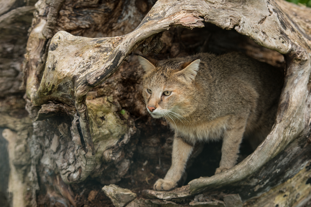 jungle cat Felis Chaus