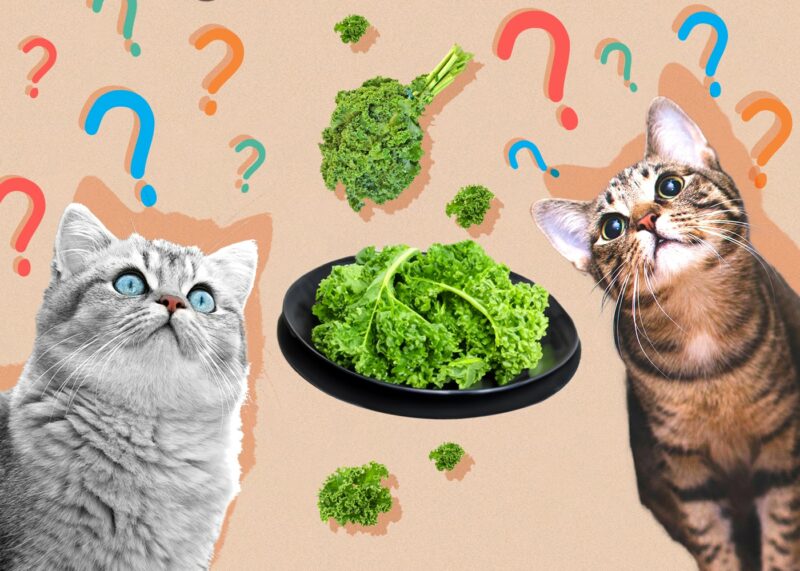 Can Cats Eat kale