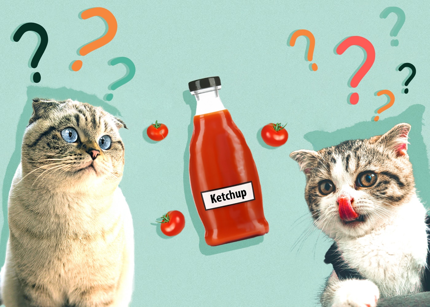 Can Cats Eat Ketchup