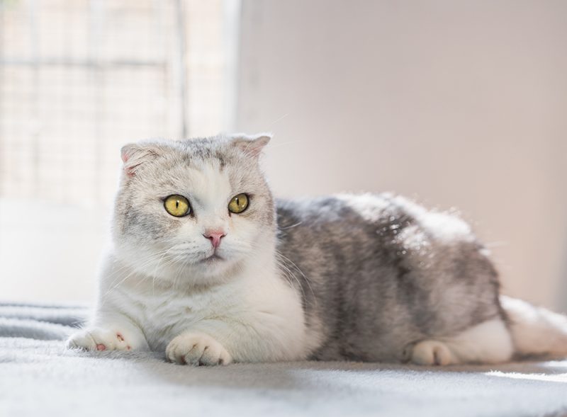 kinkalow cat lying down