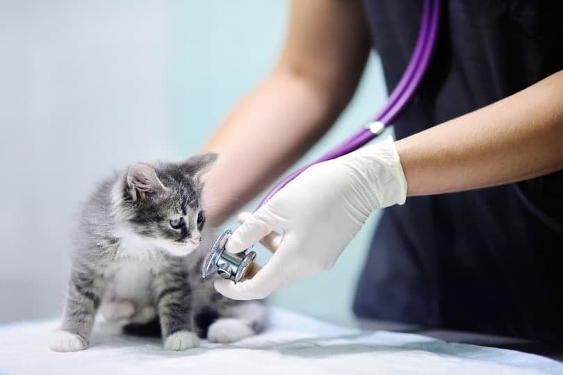 kitten being checked by the vet in clinic