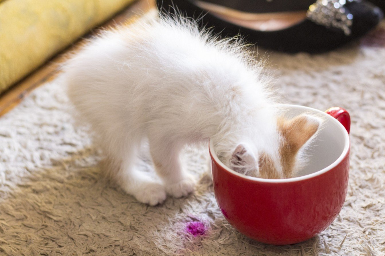 kitten eating