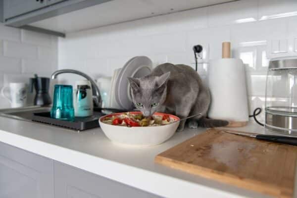 kitten-eating-salad-at-kitchen_Benevolente82_shutterstock