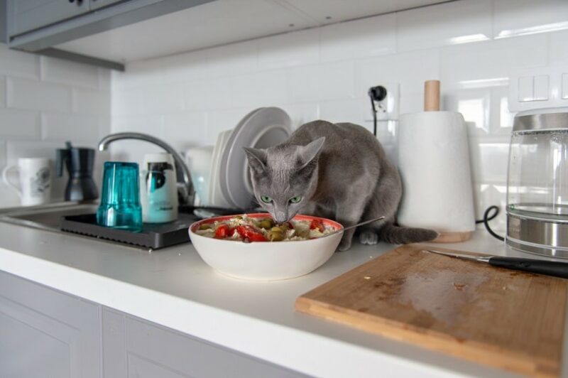 kitten-eating-salad-at-kitchen_Benevolente82_shutterstock