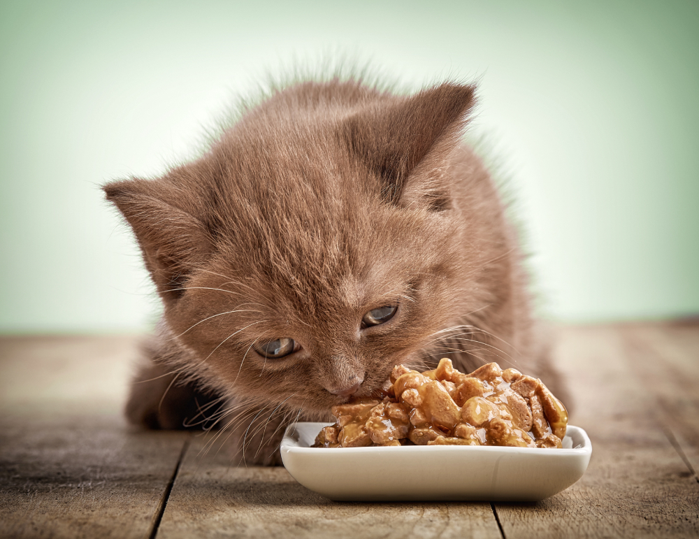 kitten eating wet cat food on a plate