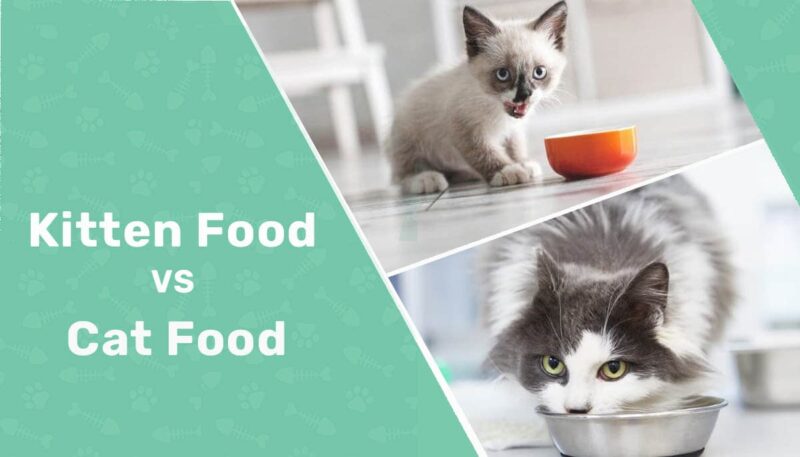 kitten food vs cat food header 2