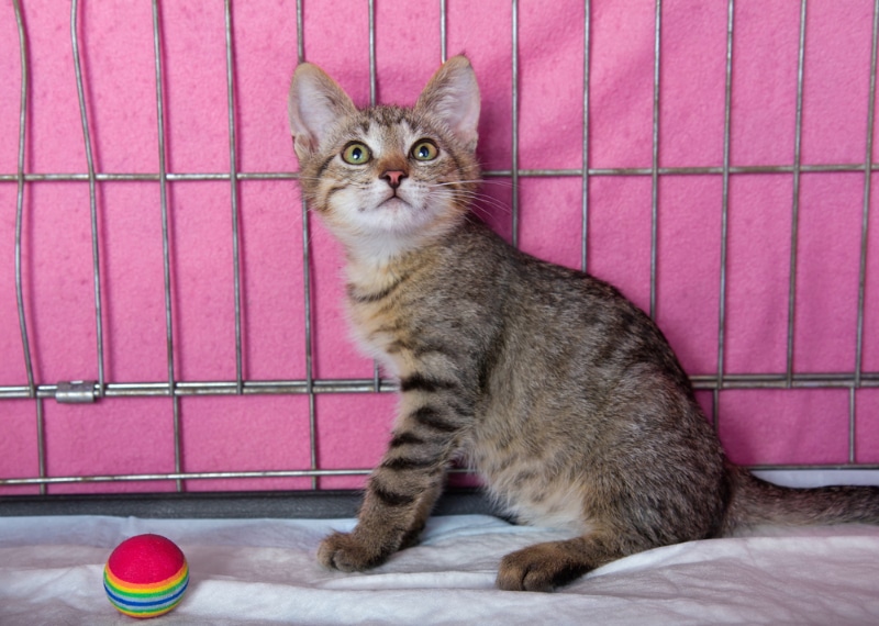 kitten in a cage with toy at animal shelter