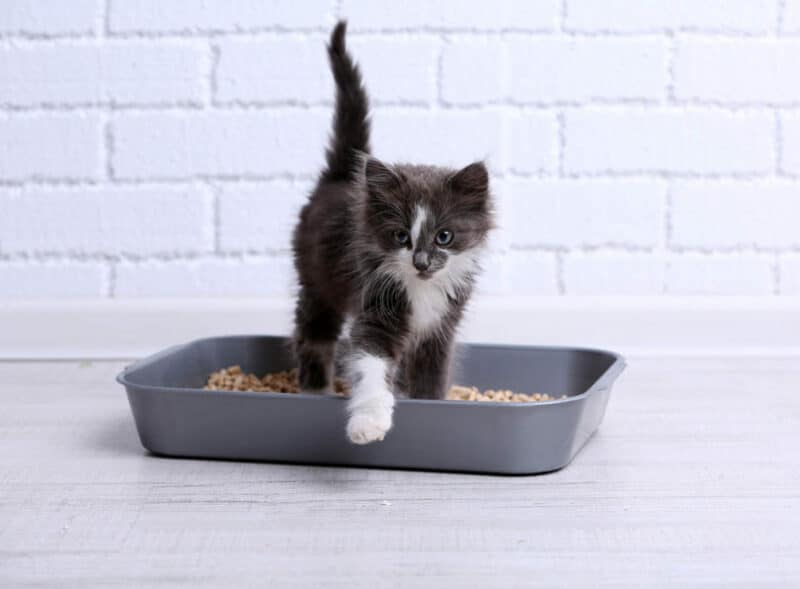 kitten in a litter box