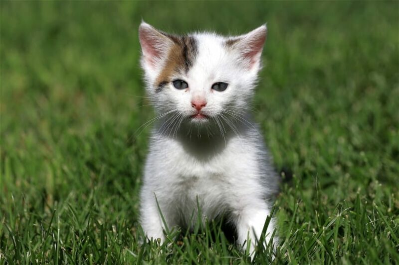 kitten in grass