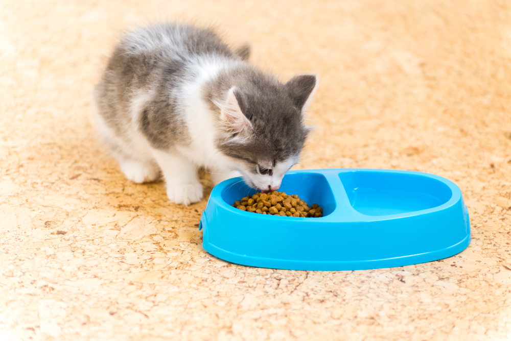 kitten is eating dry food from a pet bowl with water