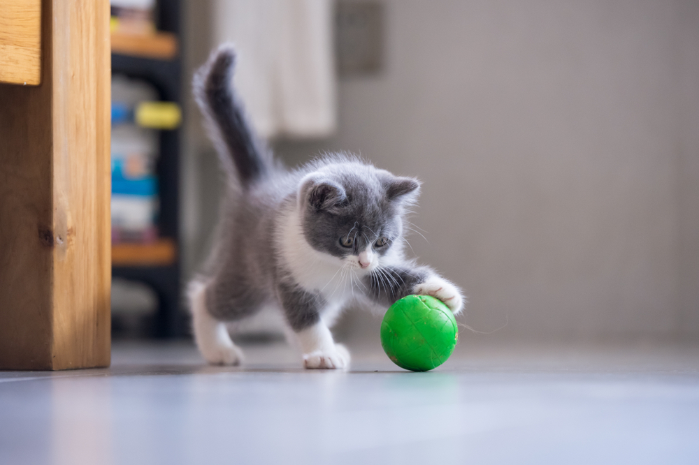 kitten is playing with a ball