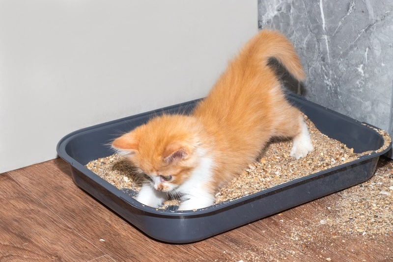 kitten playing inside litter box
