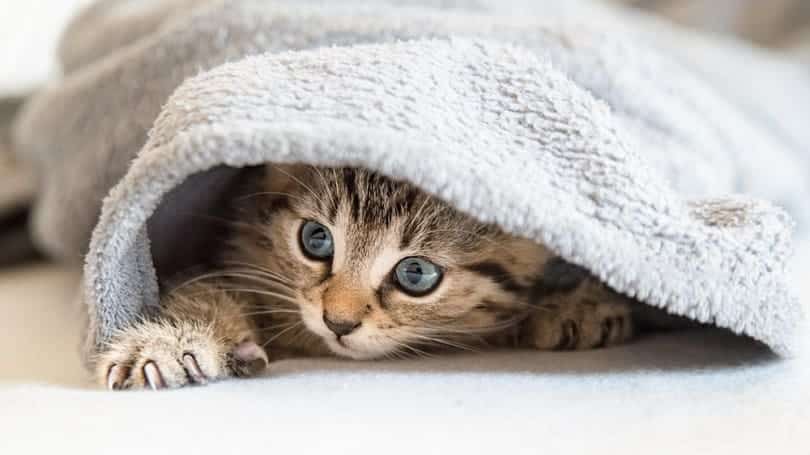 kitten playing under a blanket