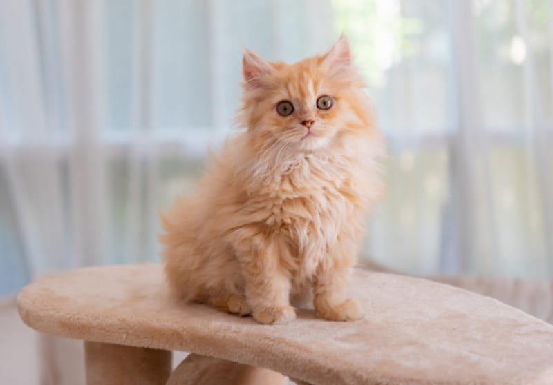 kitten sitting on a cat tree