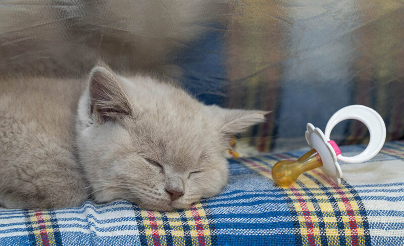 kitten sleeping beside a pacifier