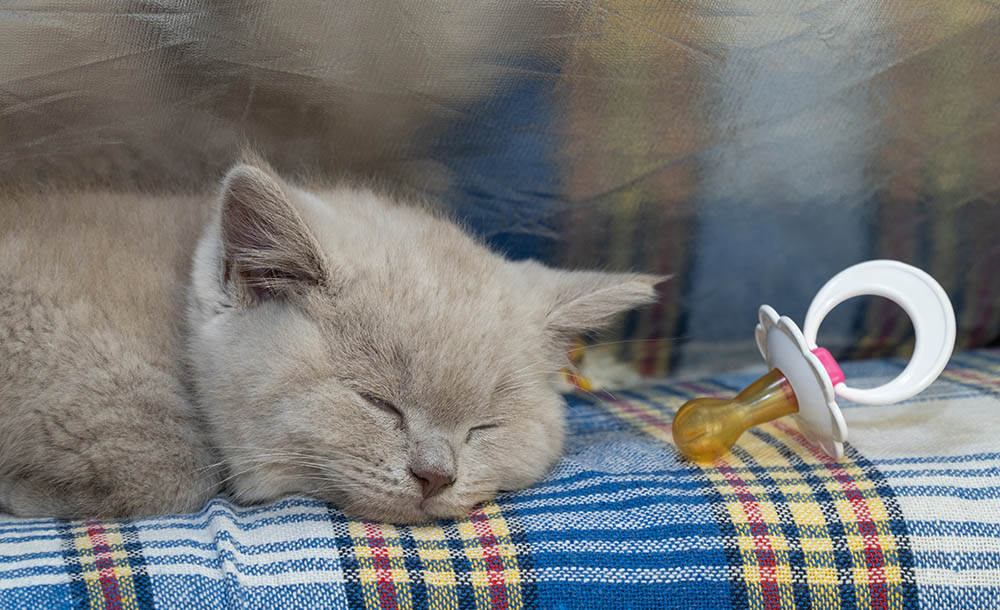 kitten sleeping beside a pacifier
