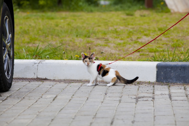 kitten walking with his owner outside the car