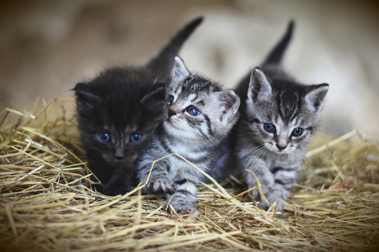 Domestic kittens