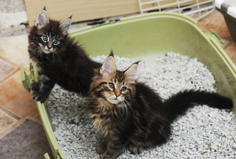 kittens in cat litter box