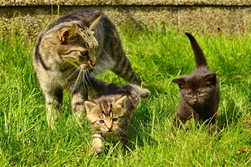 kittens in the grass with their mother