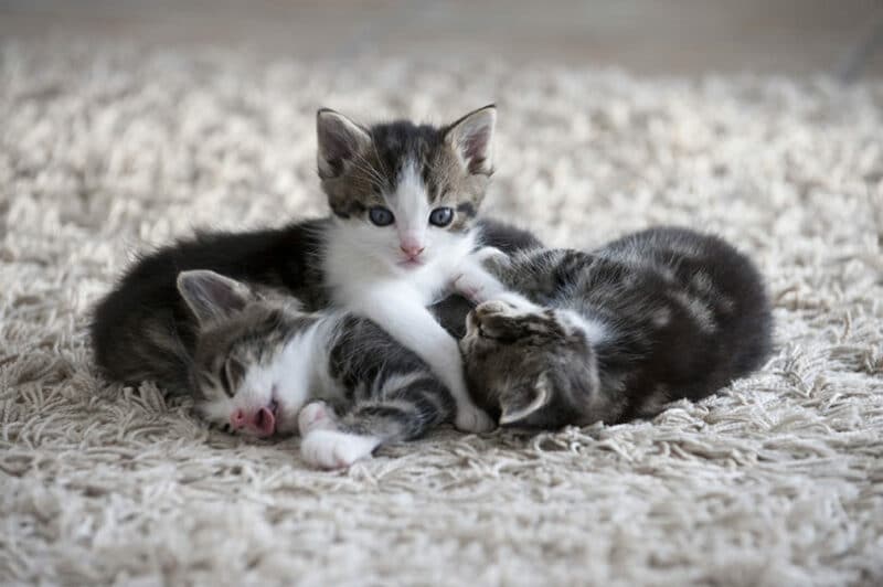 kittens in carpet