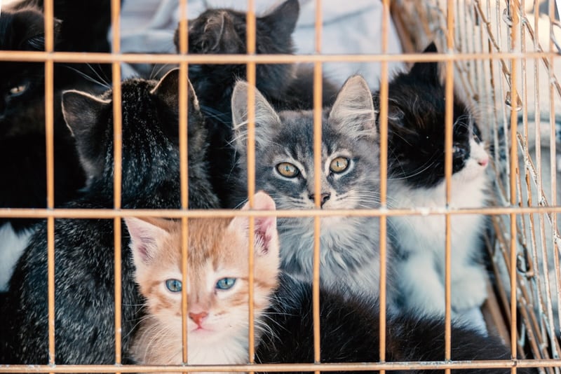 kittens inside cage