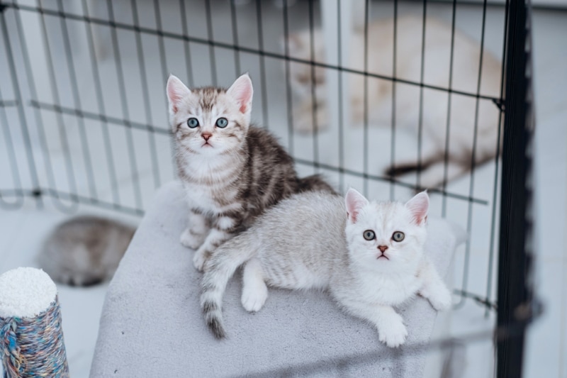 kittens sitting in a cage in the house of a cat breeder