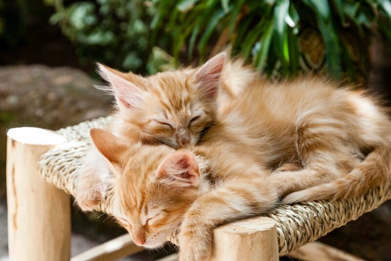 kittens sleeping