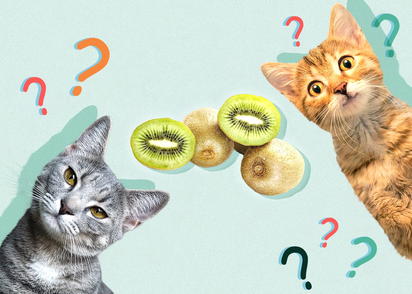 Can Cats Eat kiwi