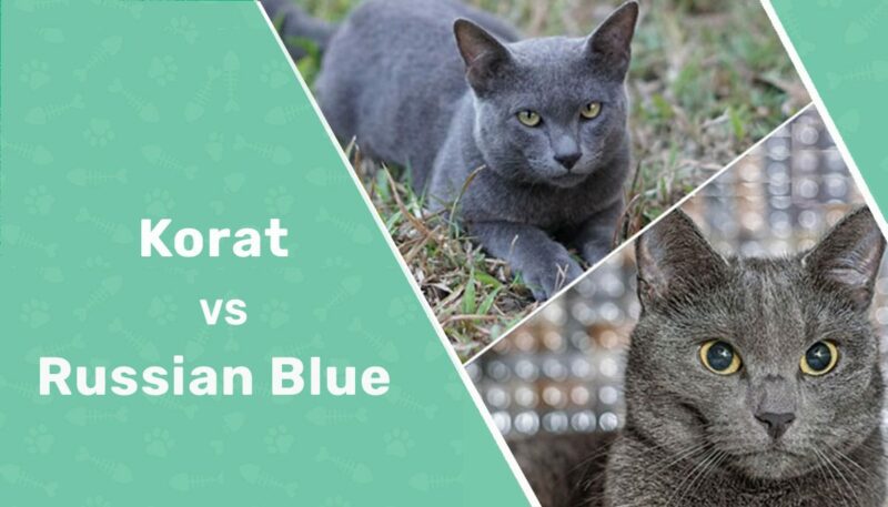 korat vs russian blue header 2