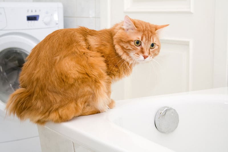 kurilian bobtail feline  sitting connected  the bathtub