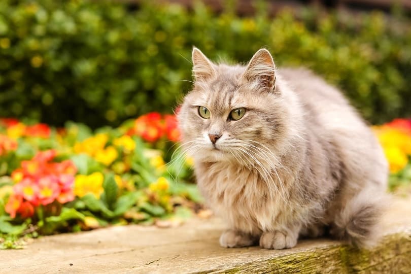 large-fluffy-cat-with-gray-fur-sits-on-the-lawn_Eliz-A_shutterstock