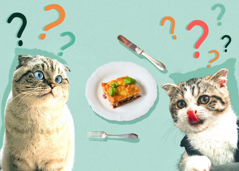 Can Cats Eat lasagna