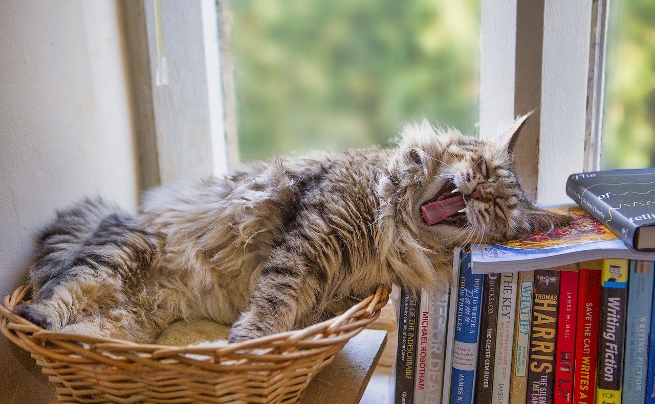 laughing cat on books