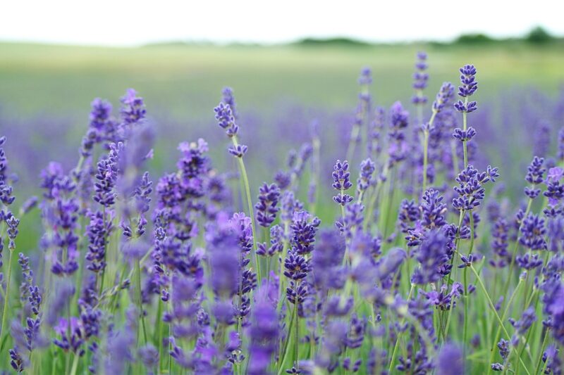 10 Fun Facts About Lavender Plants