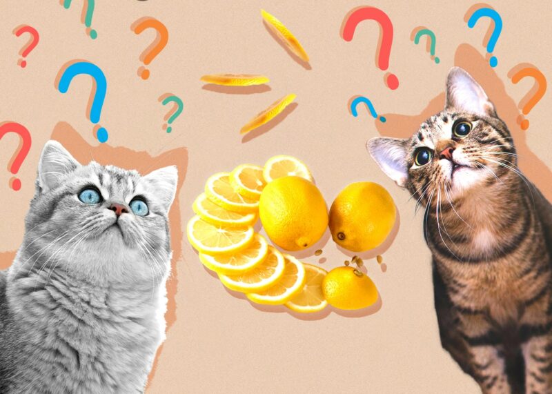 Can Cats Eat lemon