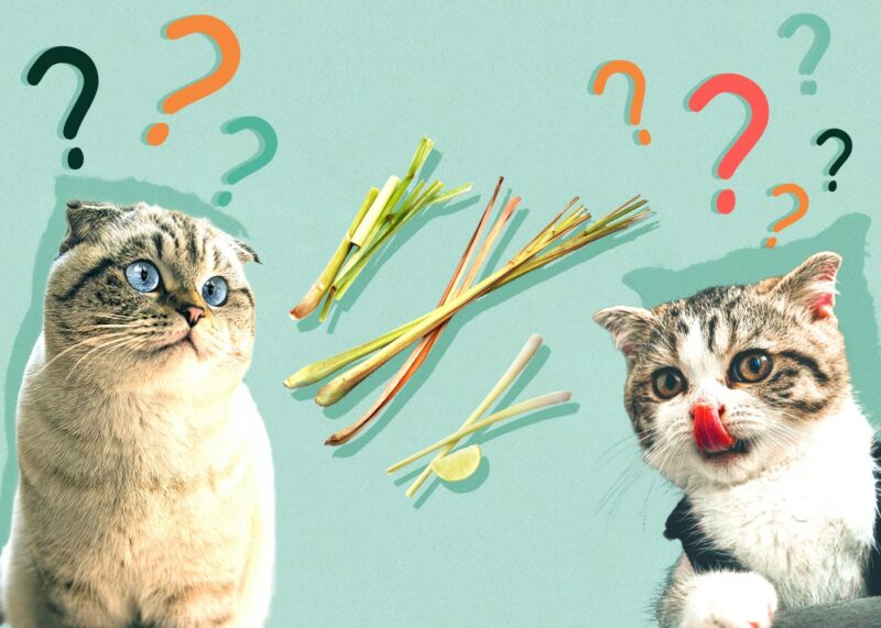 Can Cats Eat Lemongrass