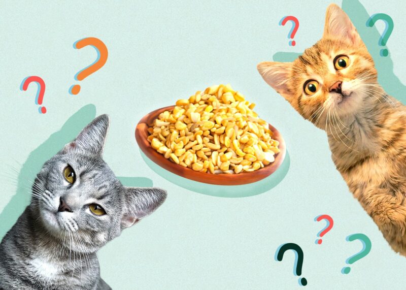 Can Cats Eat lentils