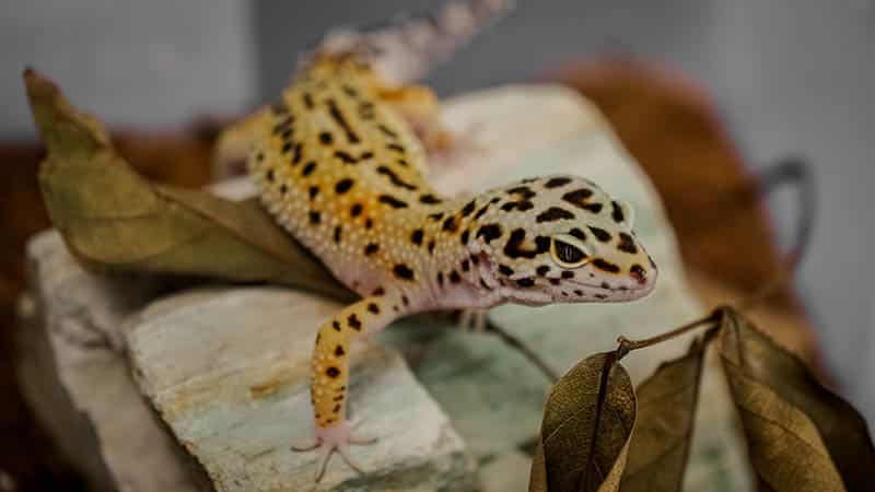 leopard gecko