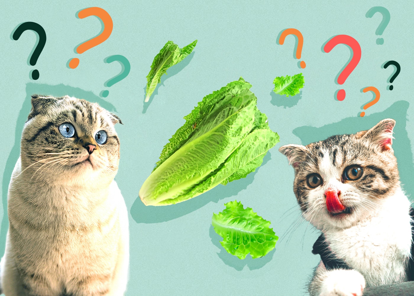 My cat 2025 eats lettuce