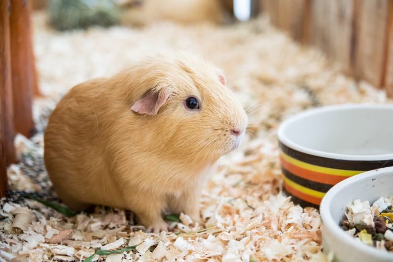 light brown guinea pig in cage enclosure with food