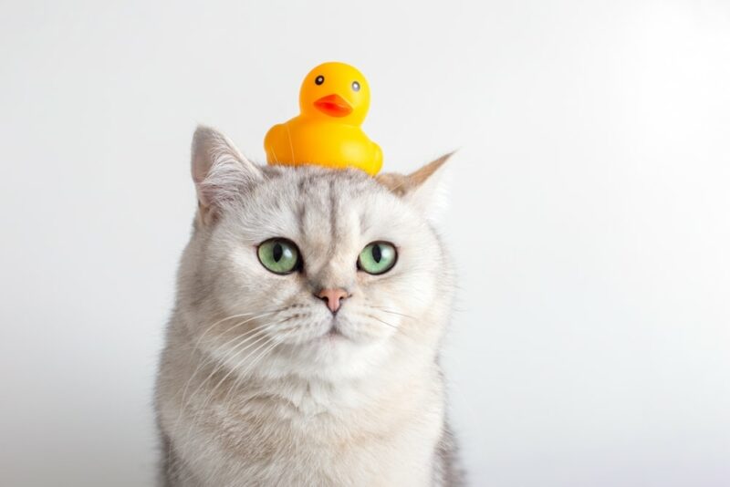 light grey cat with rubber ducky bath bathroom shampoo