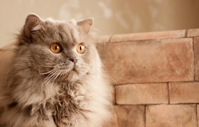 lilac British longhair_Rutina_shutterstock