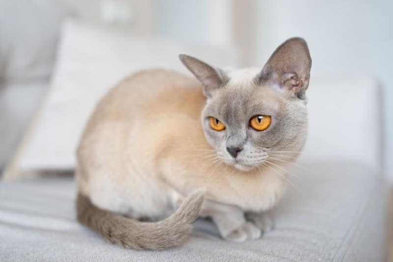 lilac burmese cat sitting on couch