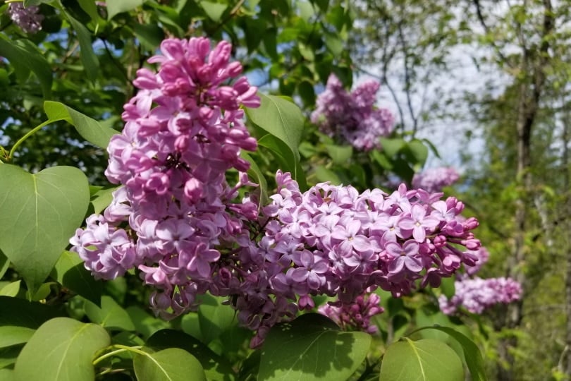 lilac flowers