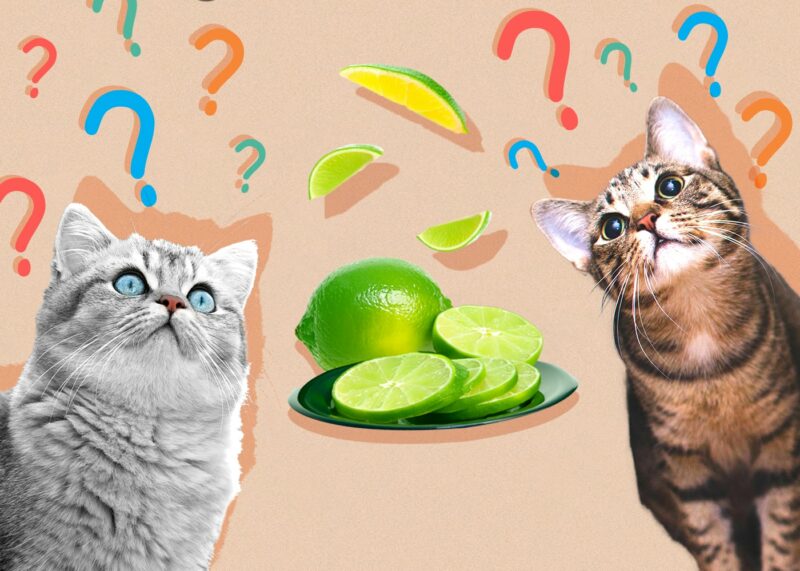 Can Cats Eat Limes