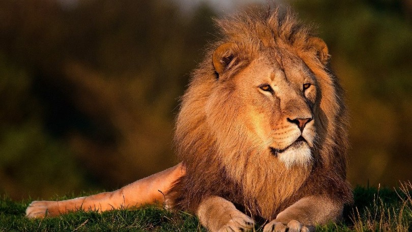 lion in the jungle