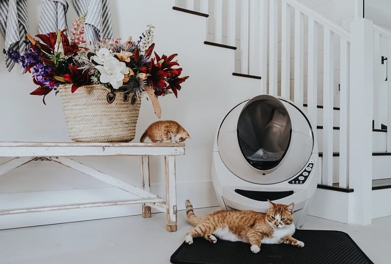 https://www.catster.com/wp-content/uploads/2023/11/litter-robot-with-mat.jpg